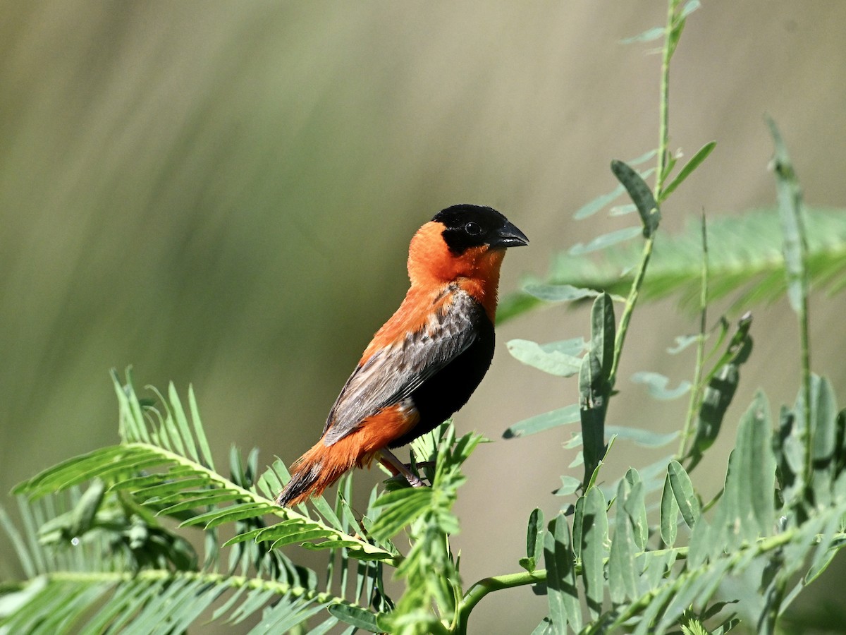 Northern Red Bishop - ML641865802