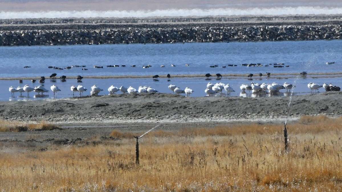 Snow Goose - ML641865809