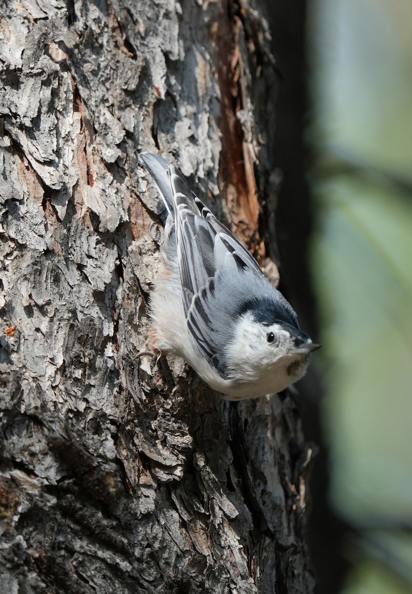 White-breasted Nuthatch - ML641865819
