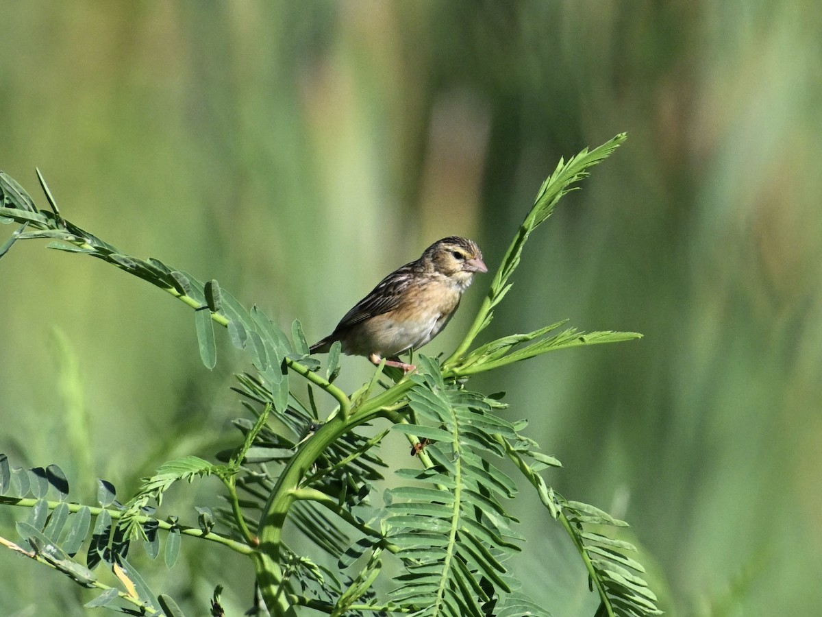 Northern Red Bishop - ML641865820