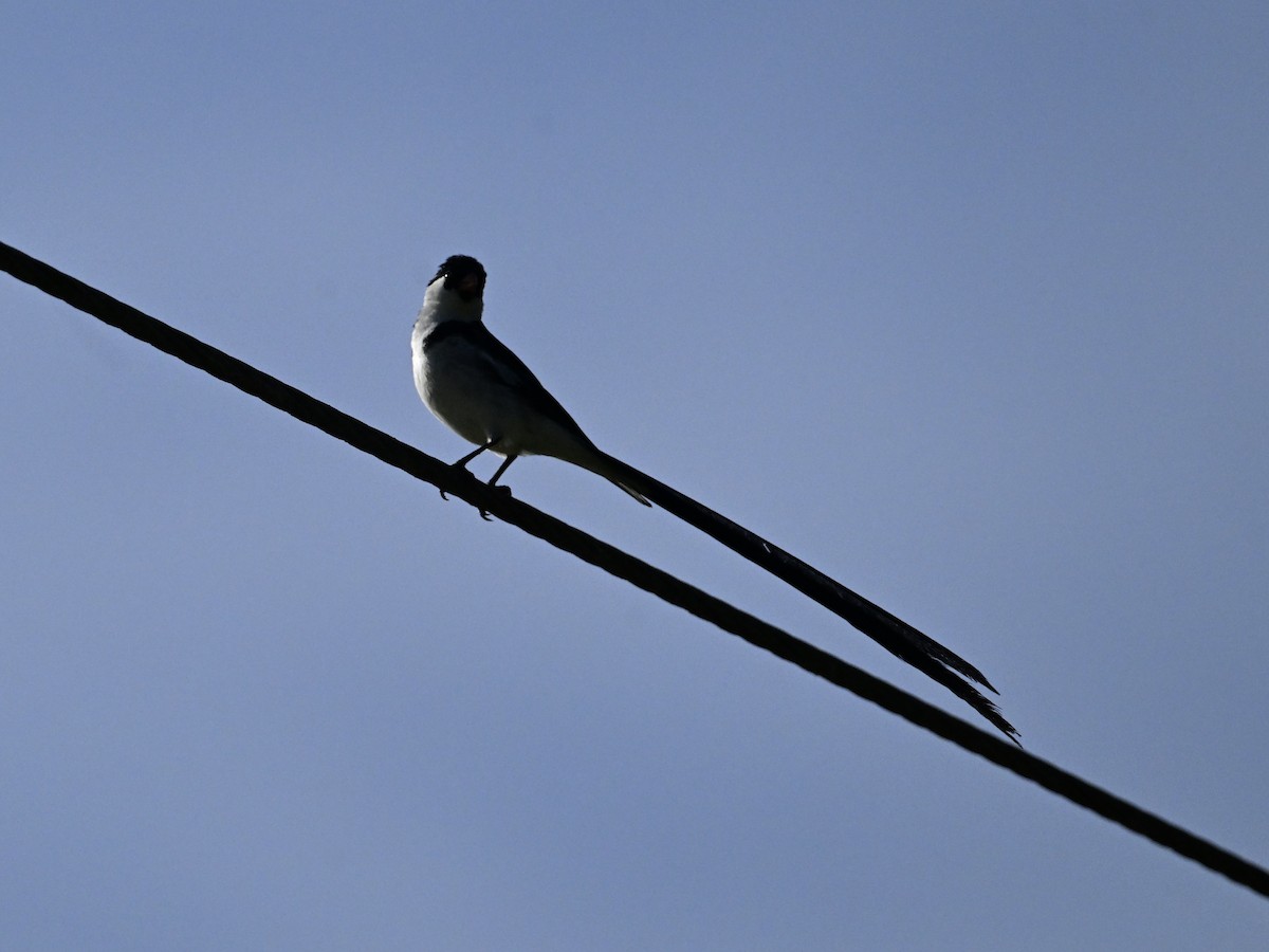 Pin-tailed Whydah - ML641865843