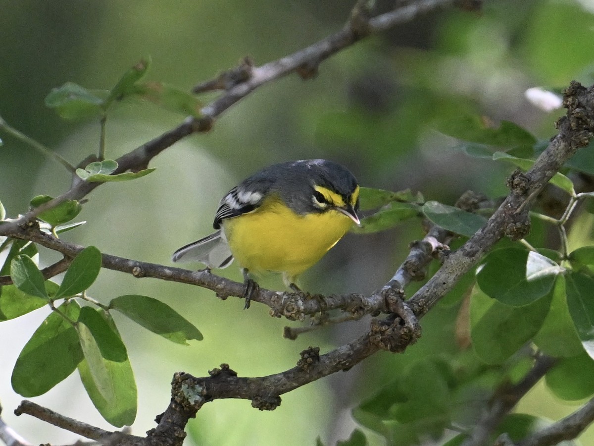Adelaide's Warbler - ML641865871