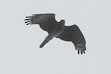 African Cuckoo-Hawk - ML641865883