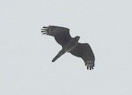 African Cuckoo-Hawk - ML641865884