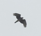 African Cuckoo-Hawk - ML641865885