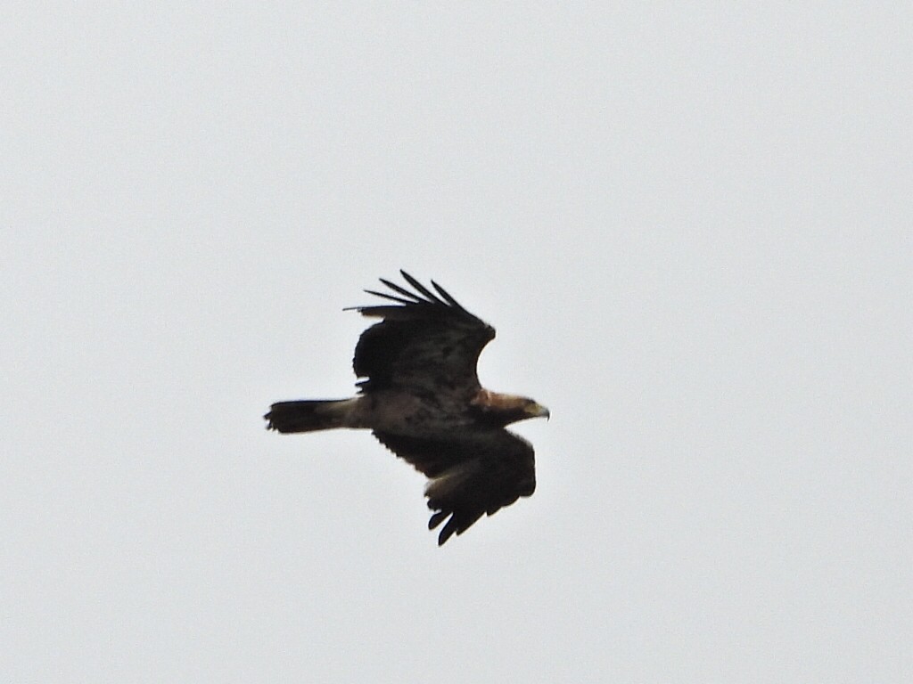 Imperial Eagle - ML641865886
