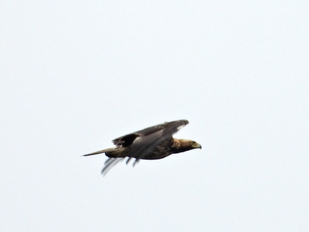 Imperial Eagle - ML641865887