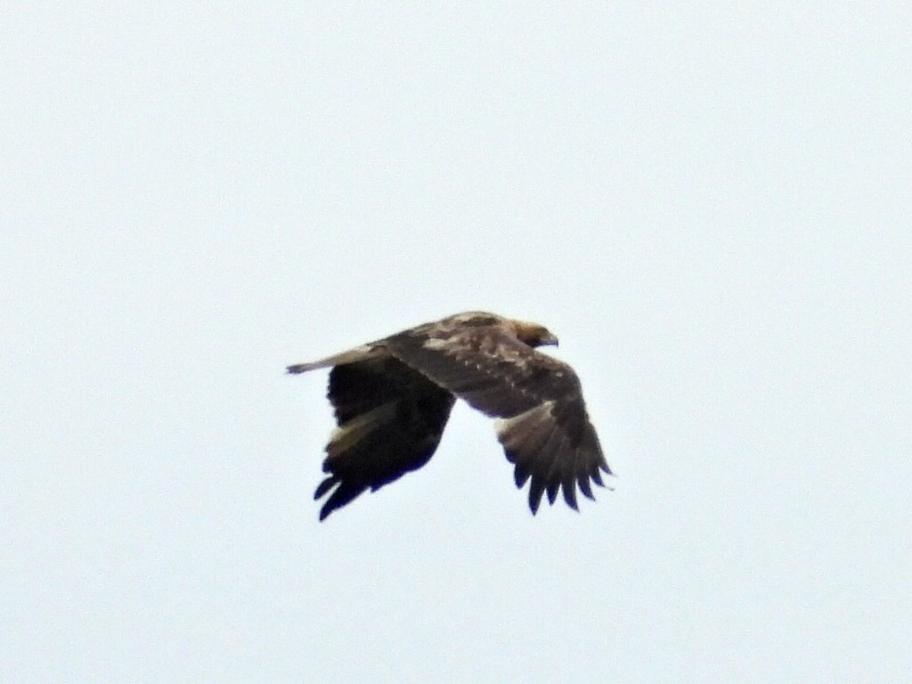 Imperial Eagle - ML641865888