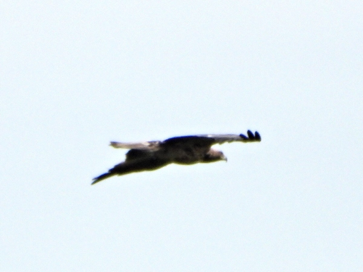 Imperial Eagle - ML641865889