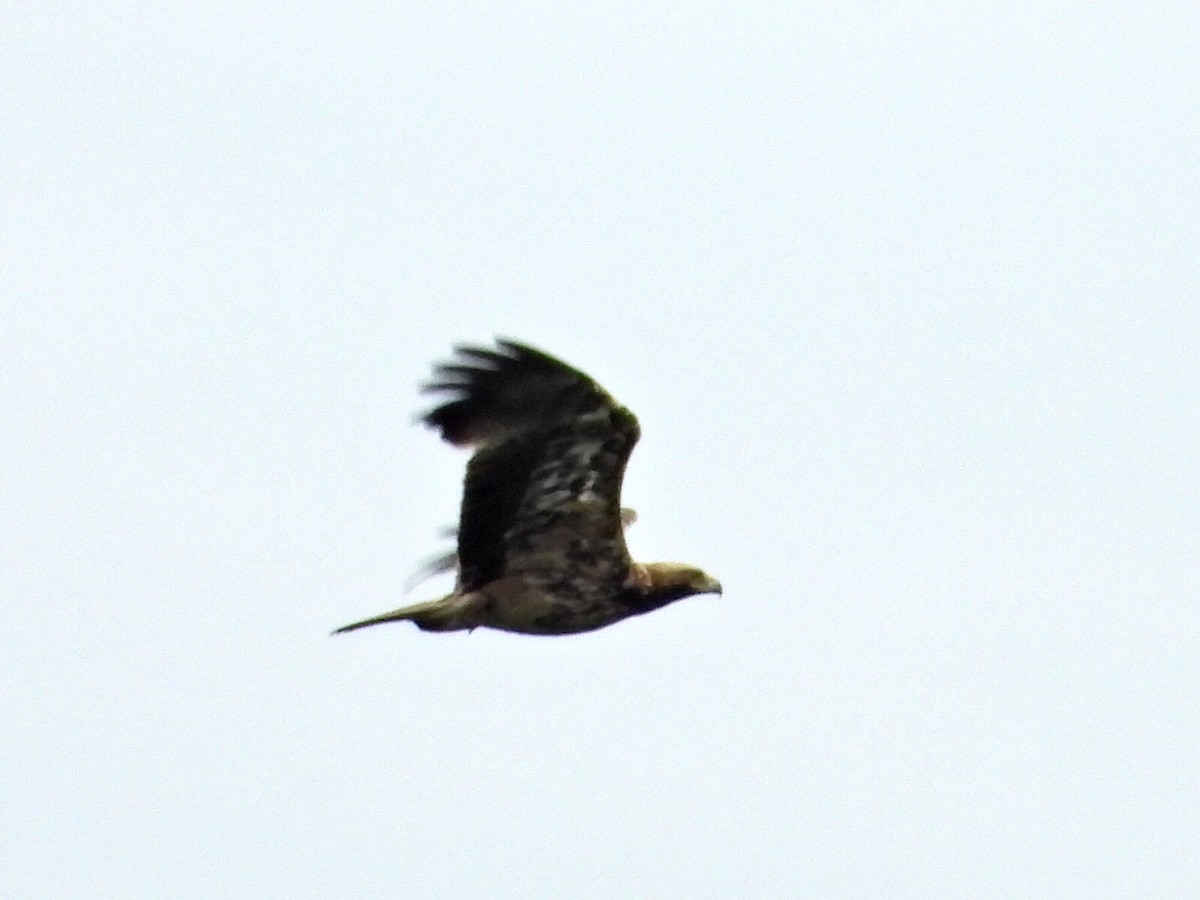 Imperial Eagle - ML641865890