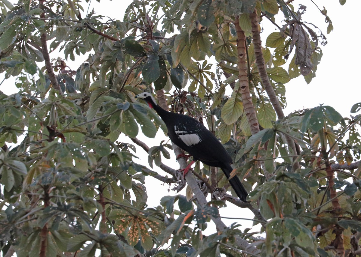 Red-throated Piping-Guan - ML641865892
