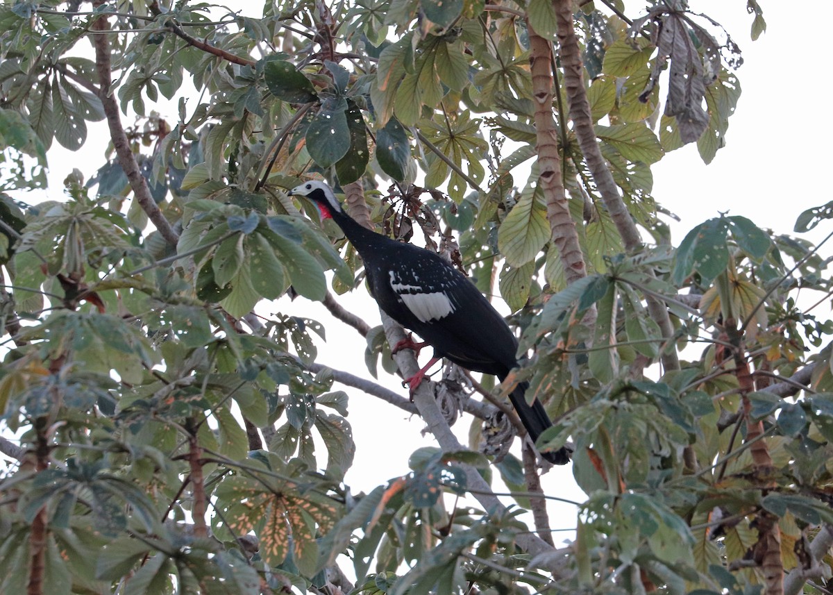 Red-throated Piping-Guan - ML641865894