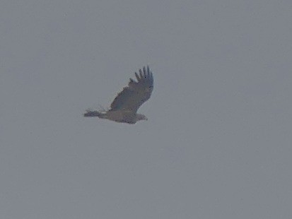 Imperial Eagle - ML641865895