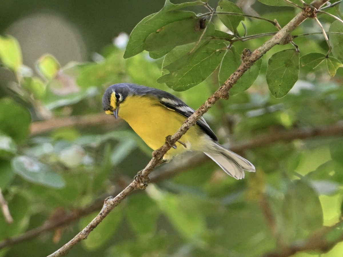 Adelaide's Warbler - ML641865896