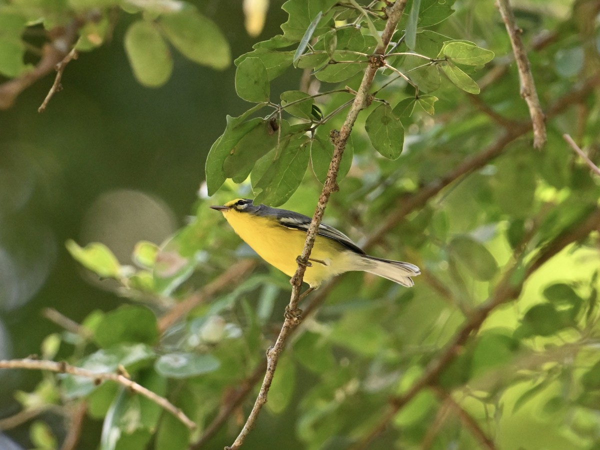 Adelaide's Warbler - ML641865901