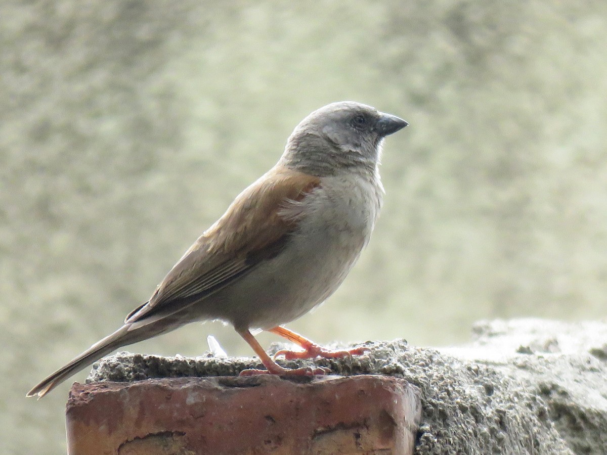Swainson's Sparrow - ML641865911