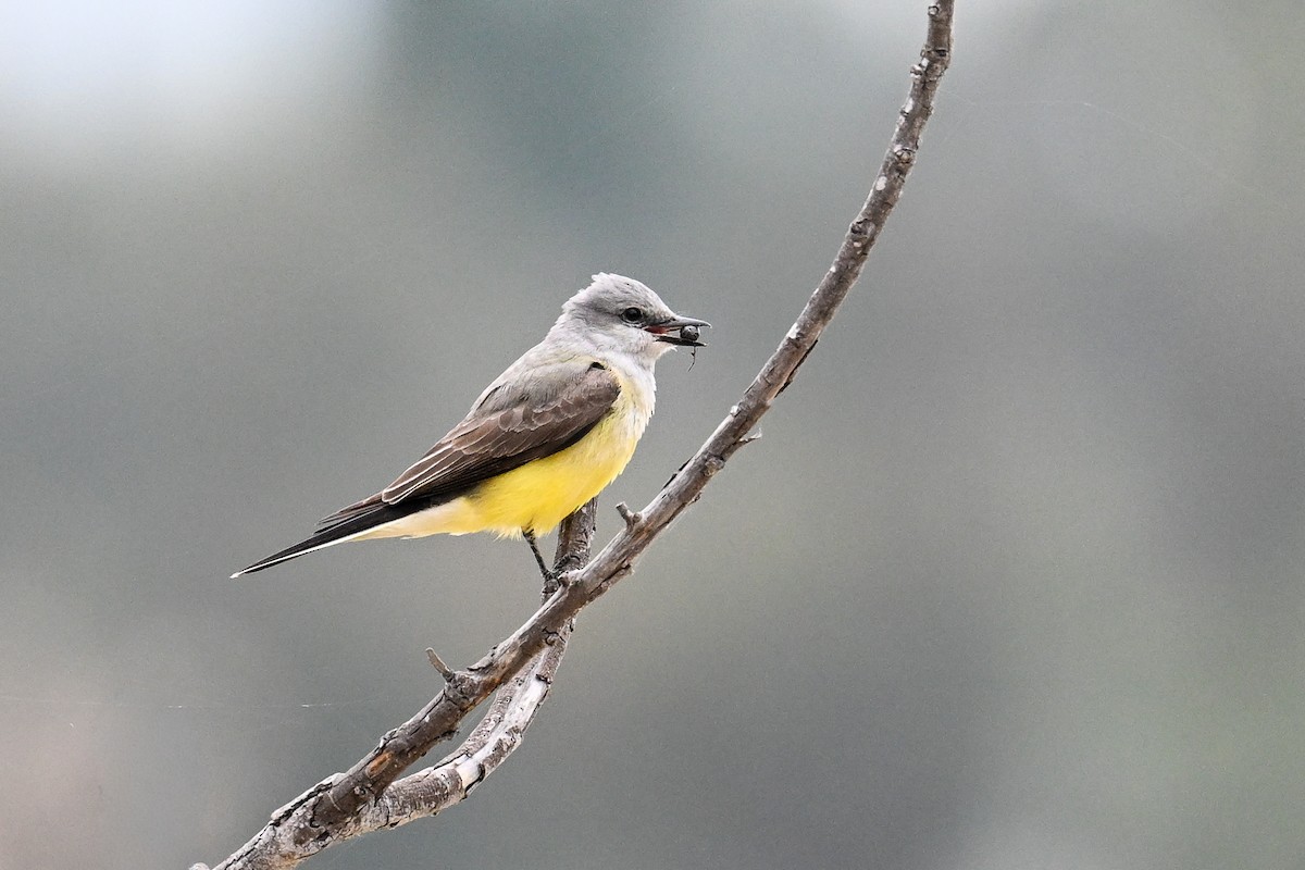 Western Kingbird - ML641865918