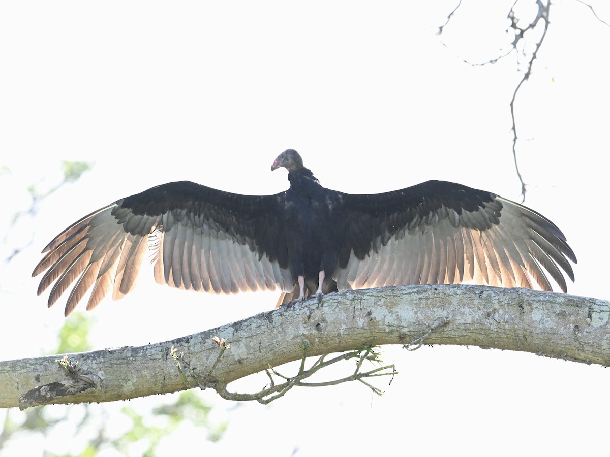 Turkey Vulture - ML641865919