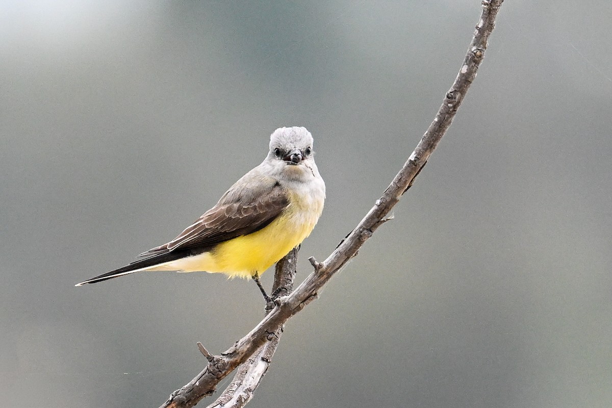 Western Kingbird - ML641865922