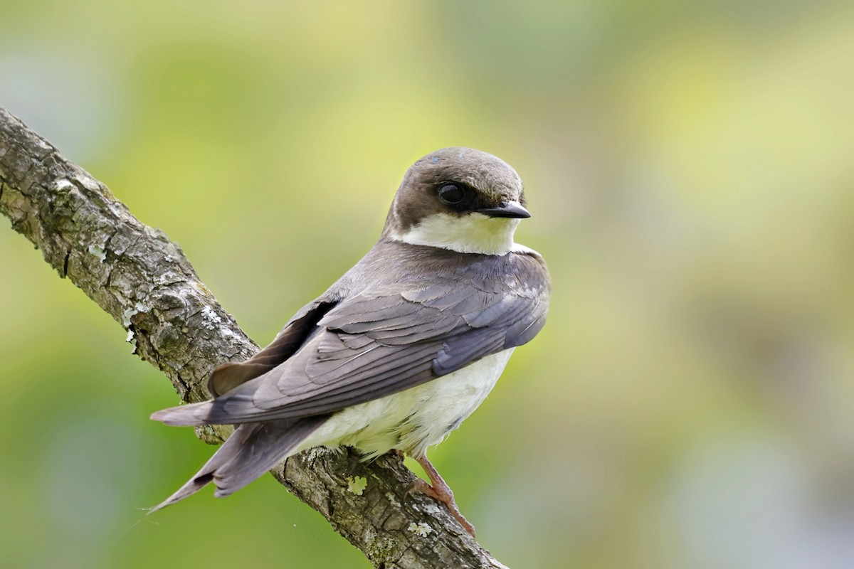 Tree Swallow - ML641865929