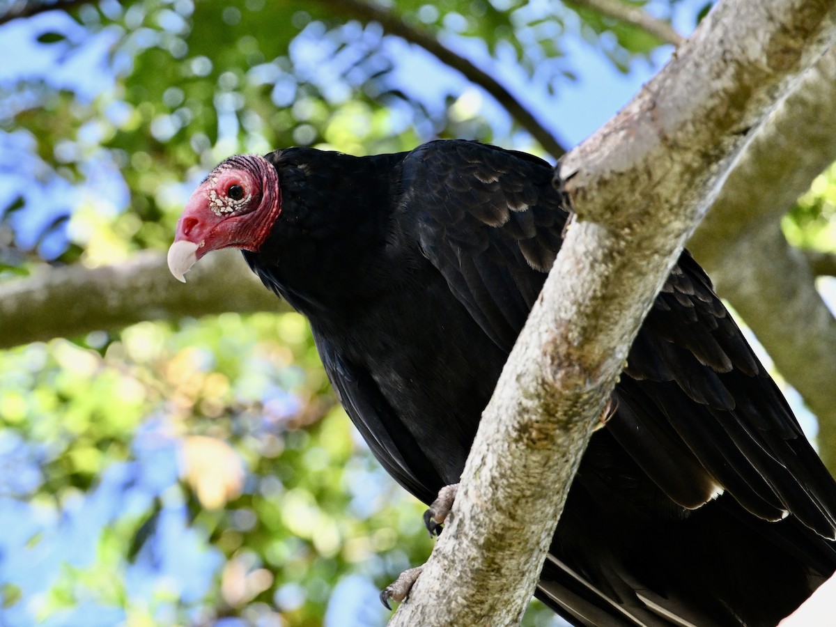 Turkey Vulture - ML641865934