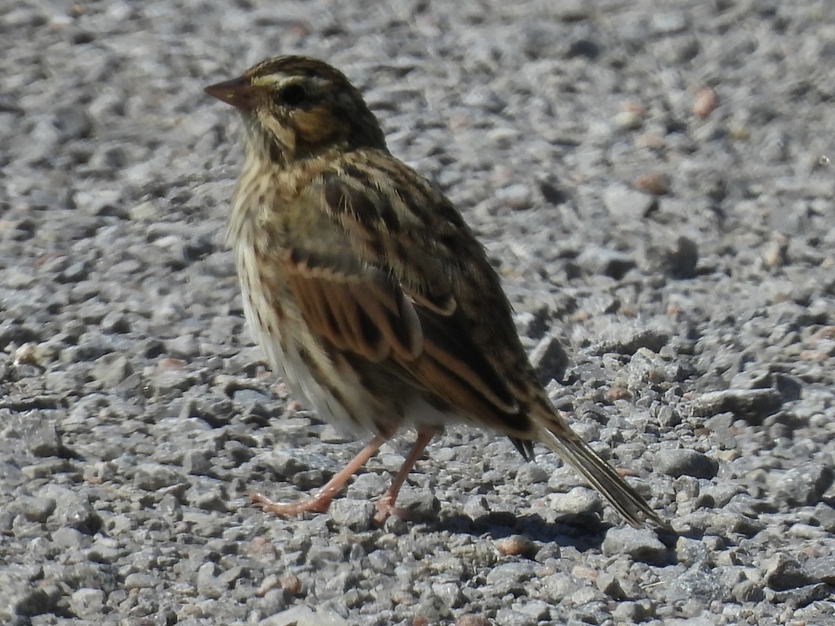 Savannah Sparrow - ML641865936