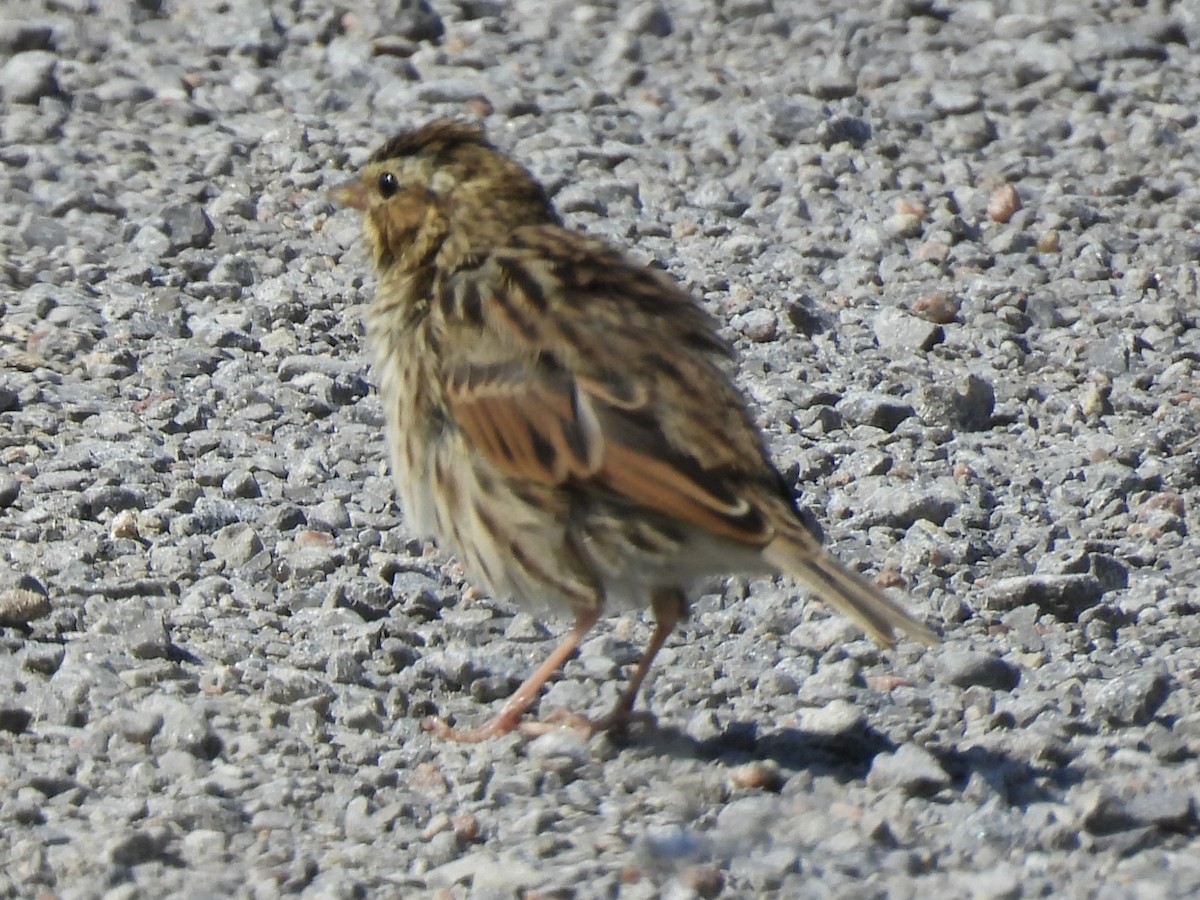 Savannah Sparrow - ML641865937