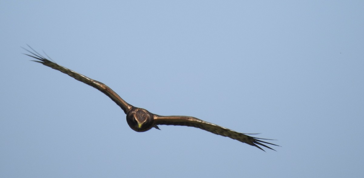 Northern Harrier - ML641865950