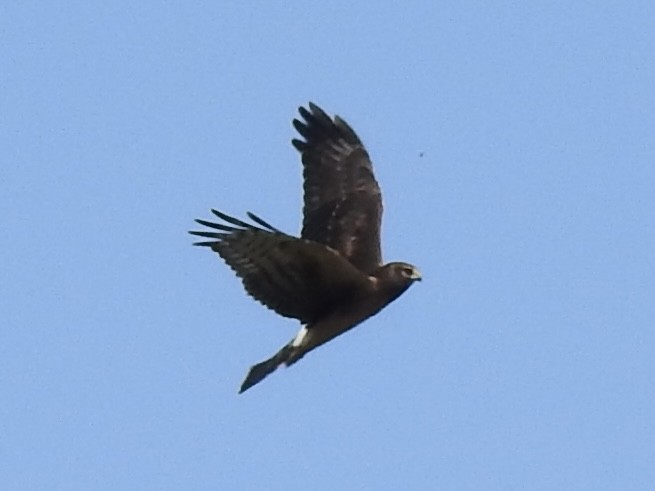 Northern Harrier - ML641865951