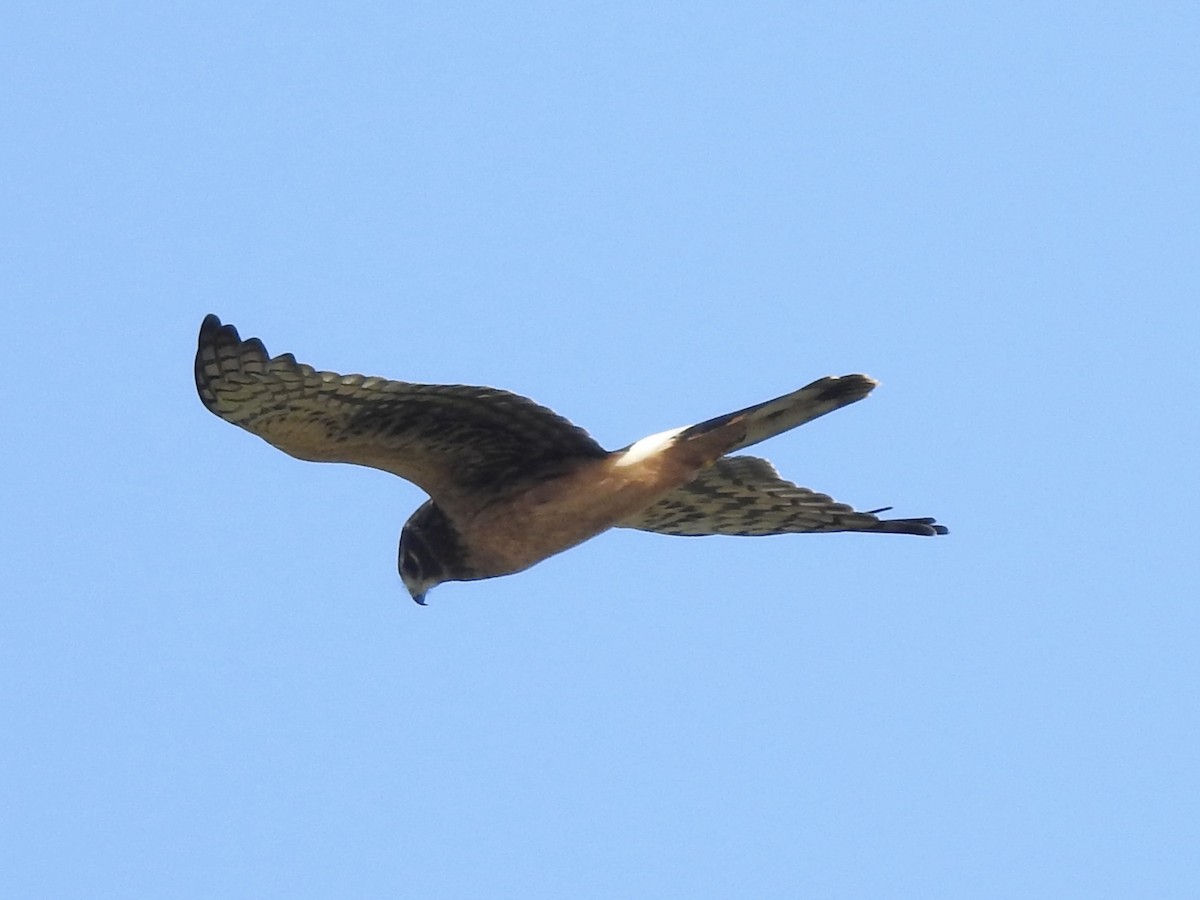 Northern Harrier - ML641865952