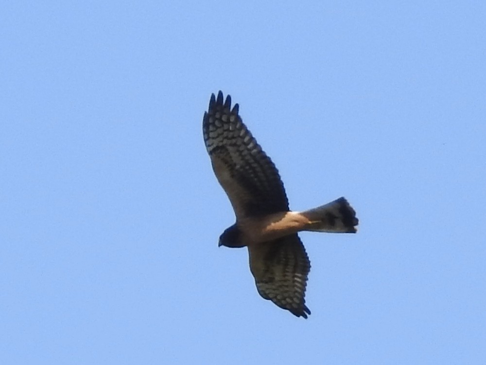 Northern Harrier - ML641865954