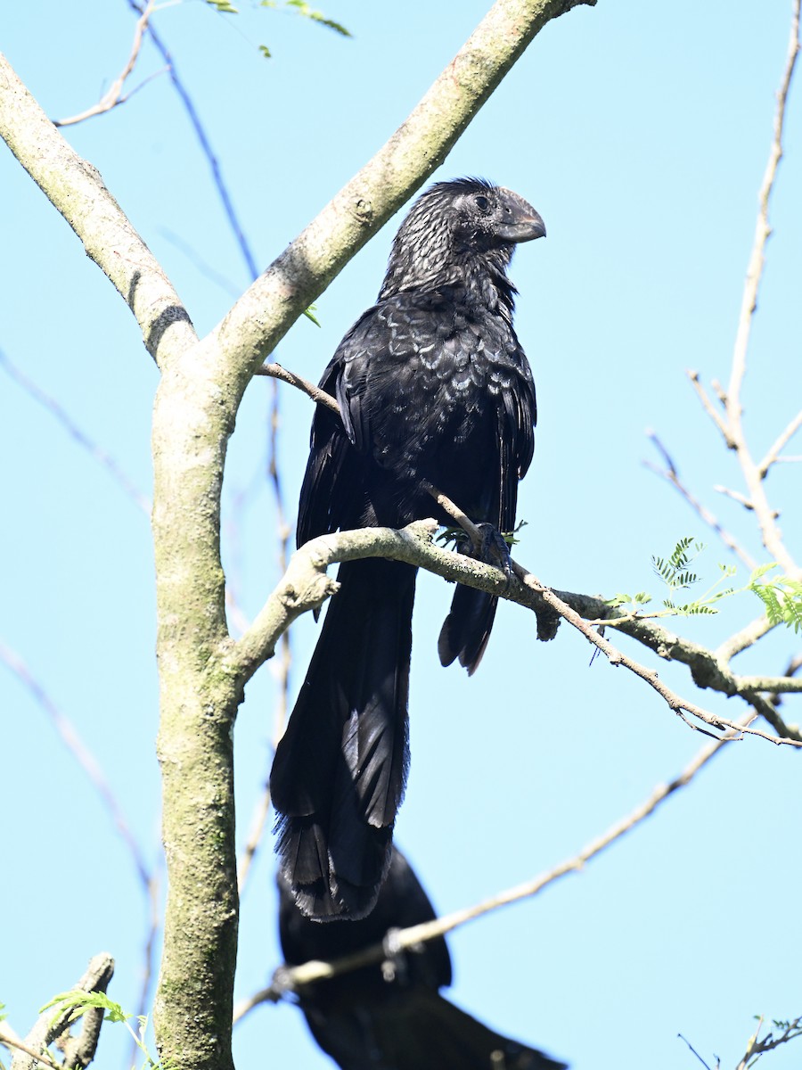 Smooth-billed Ani - ML641865974