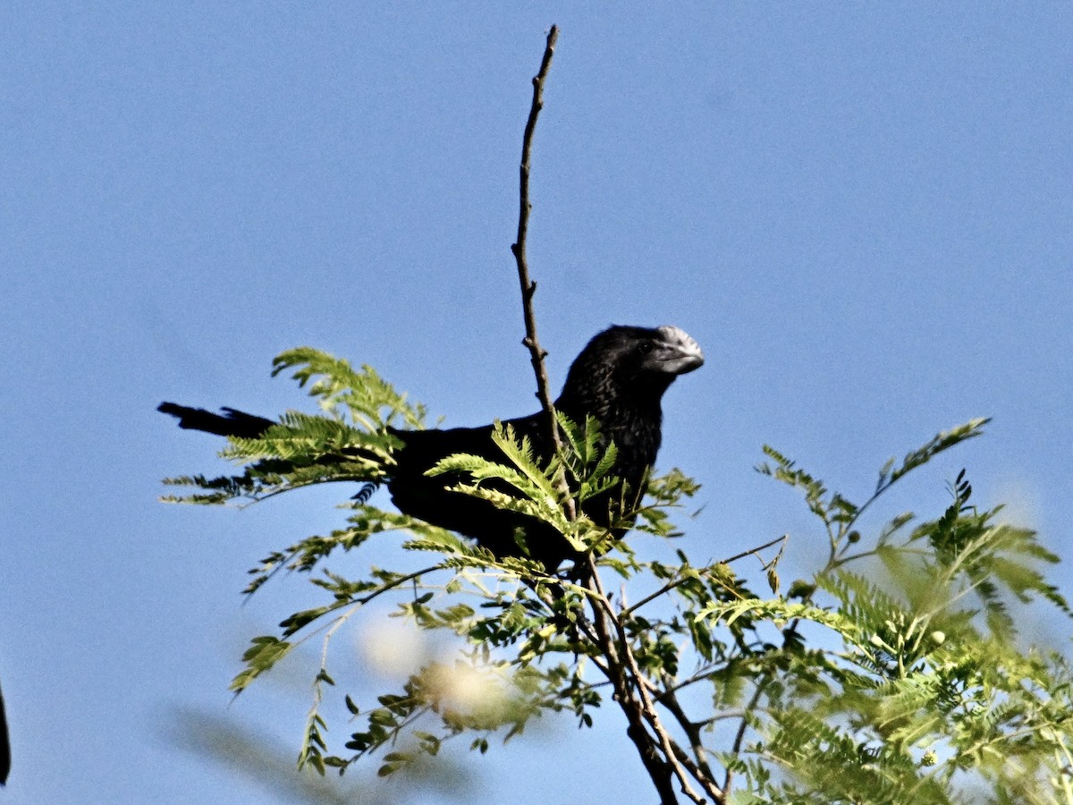Smooth-billed Ani - ML641865987