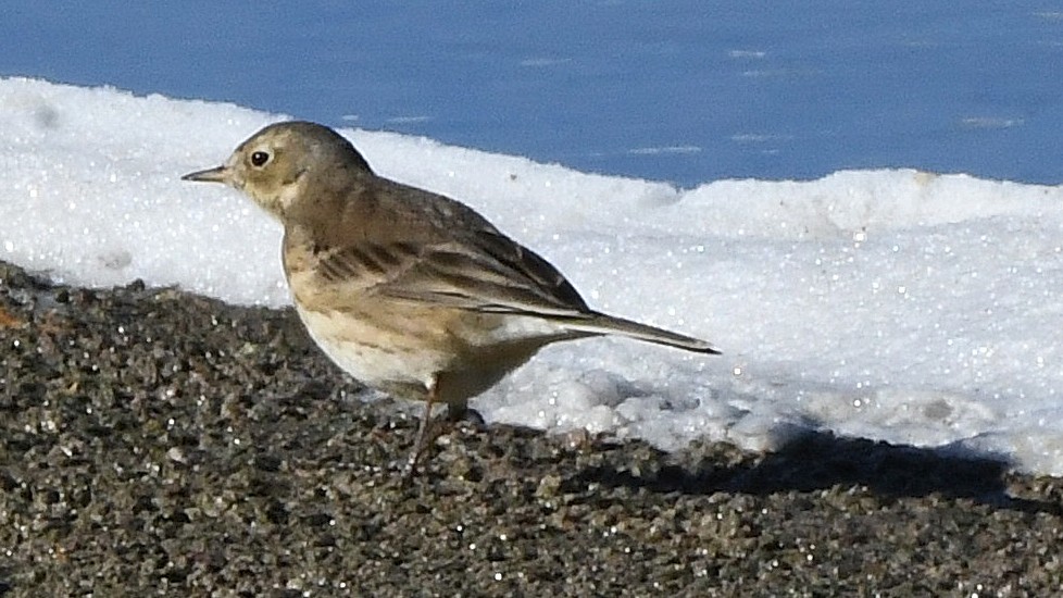 American Pipit - ML641866025