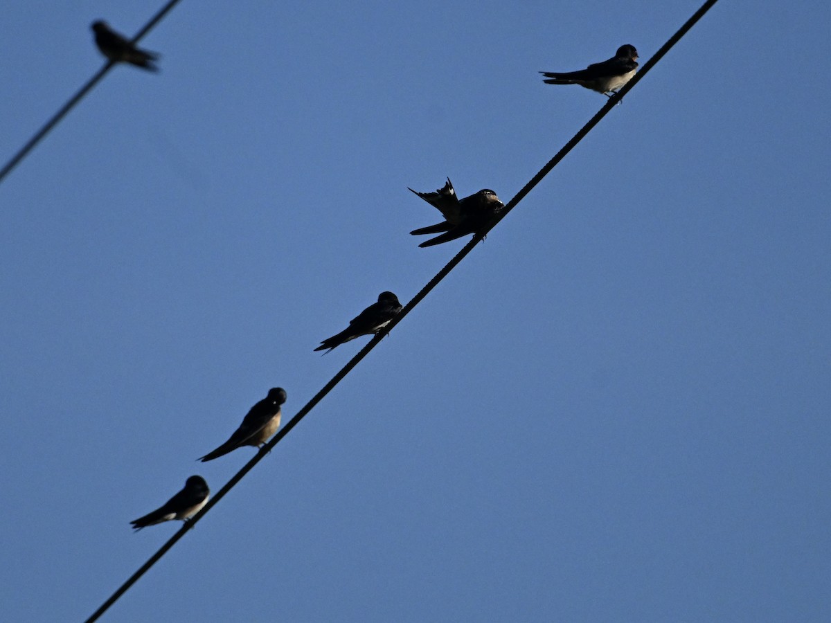 Barn Swallow - ML641866047