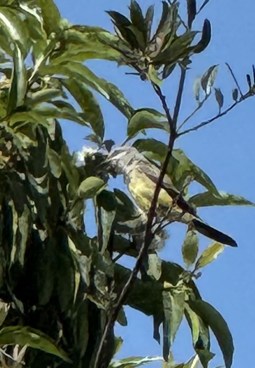 Western Kingbird - ML641866132