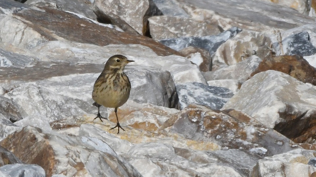 American Pipit - ML641866147