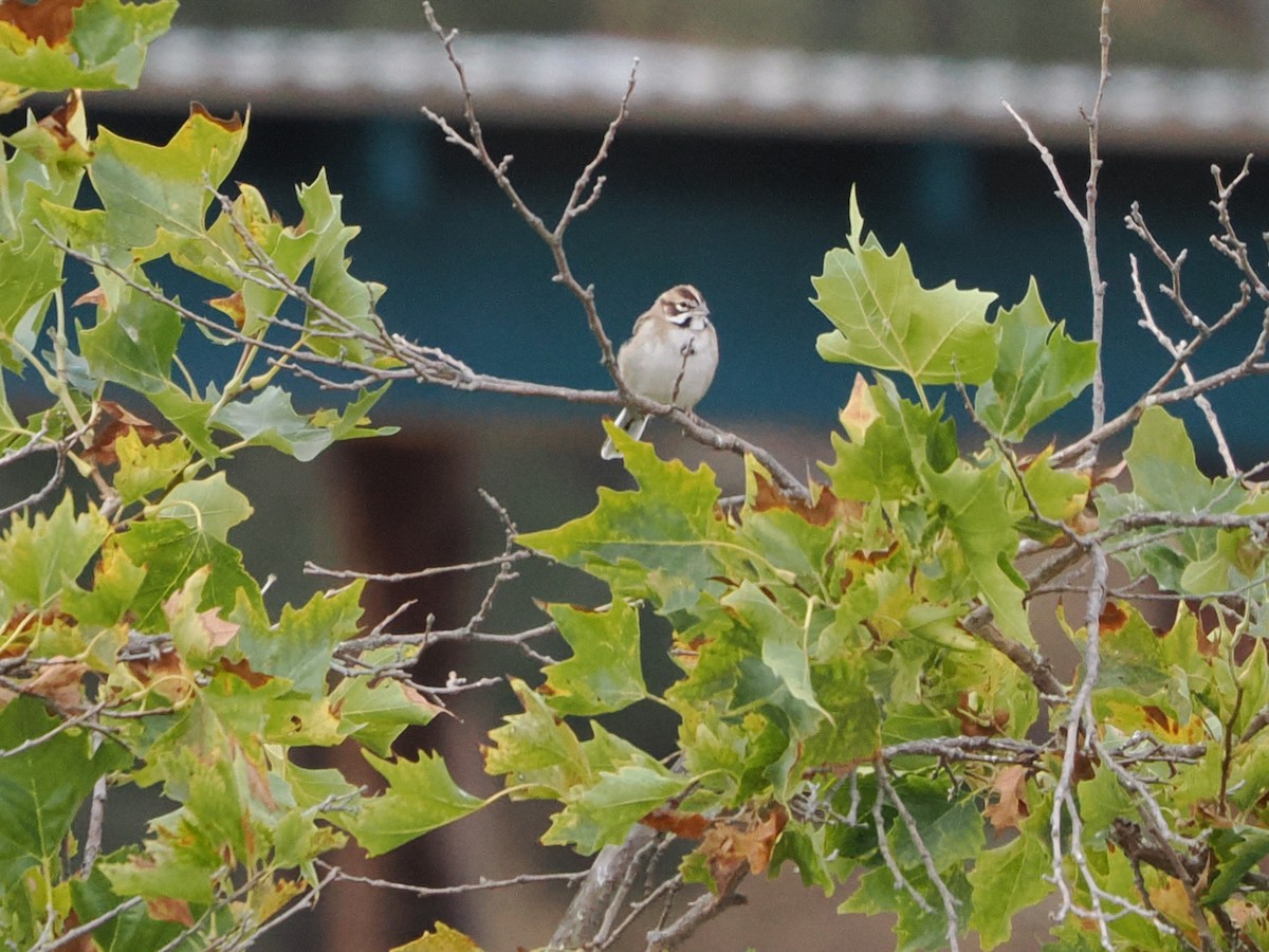 Lark Sparrow - ML641866183