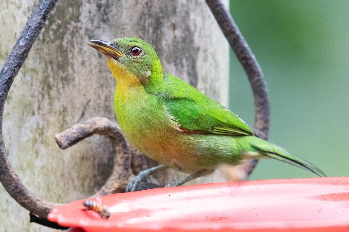 Kappennaschvogel - ML641866185