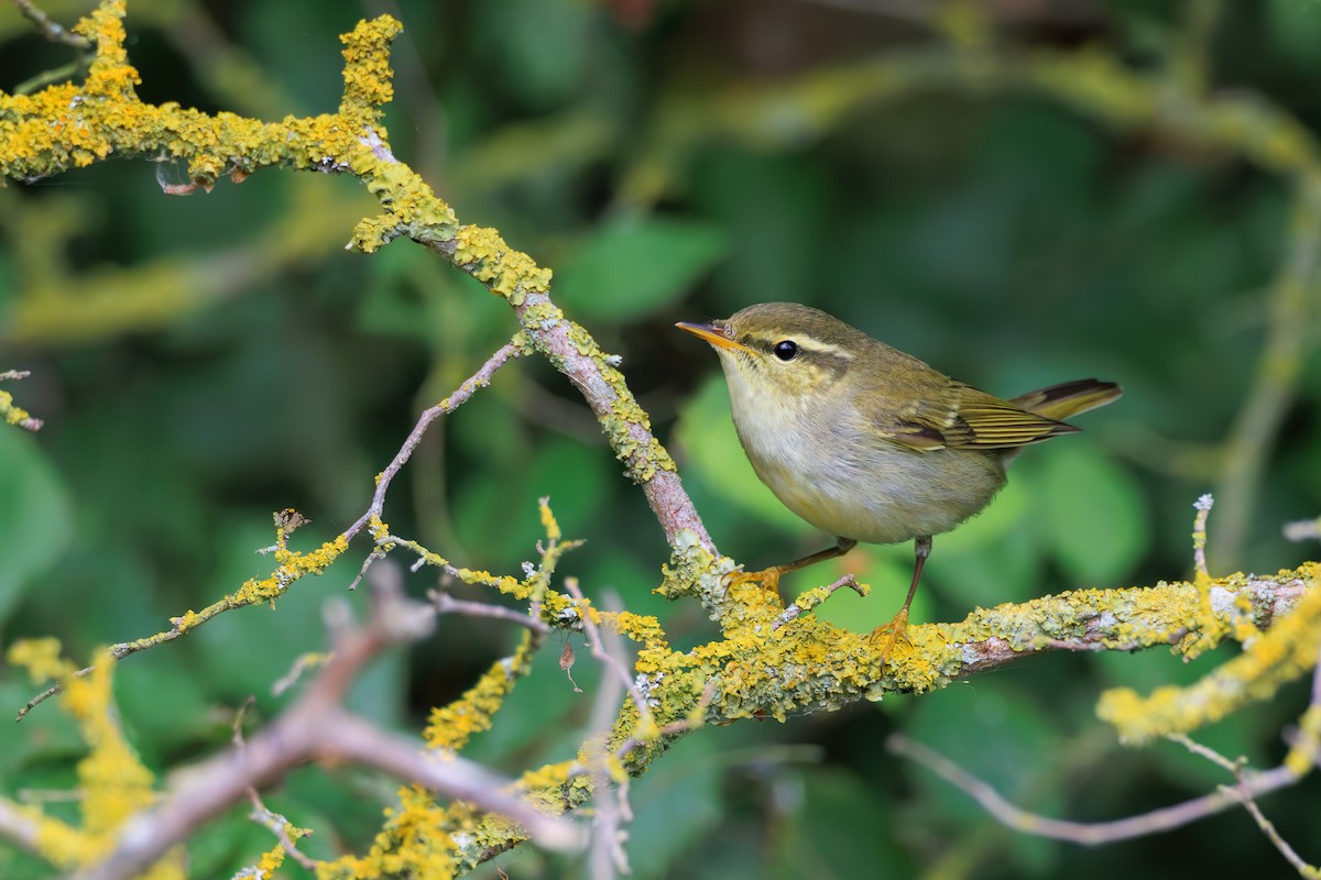 Arctic Warbler - ML641866195