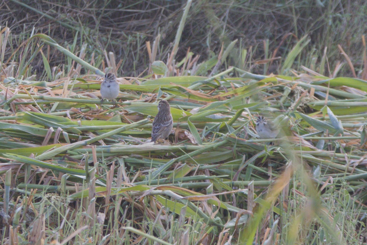 Lark Sparrow - ML641866231