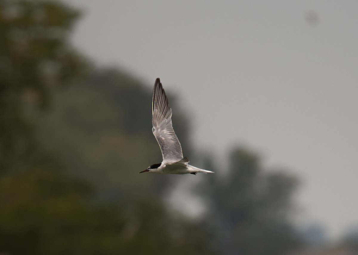 Common Tern - ML641866258