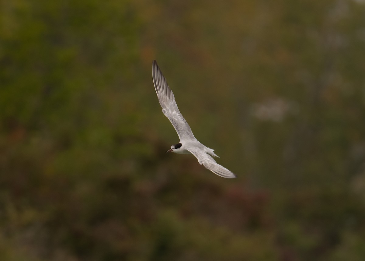 Common Tern - ML641866259