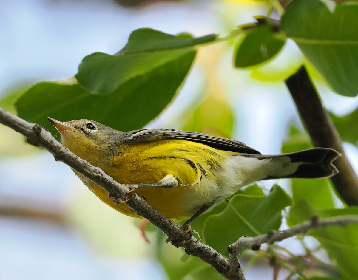 Magnolia Warbler - ML641866262
