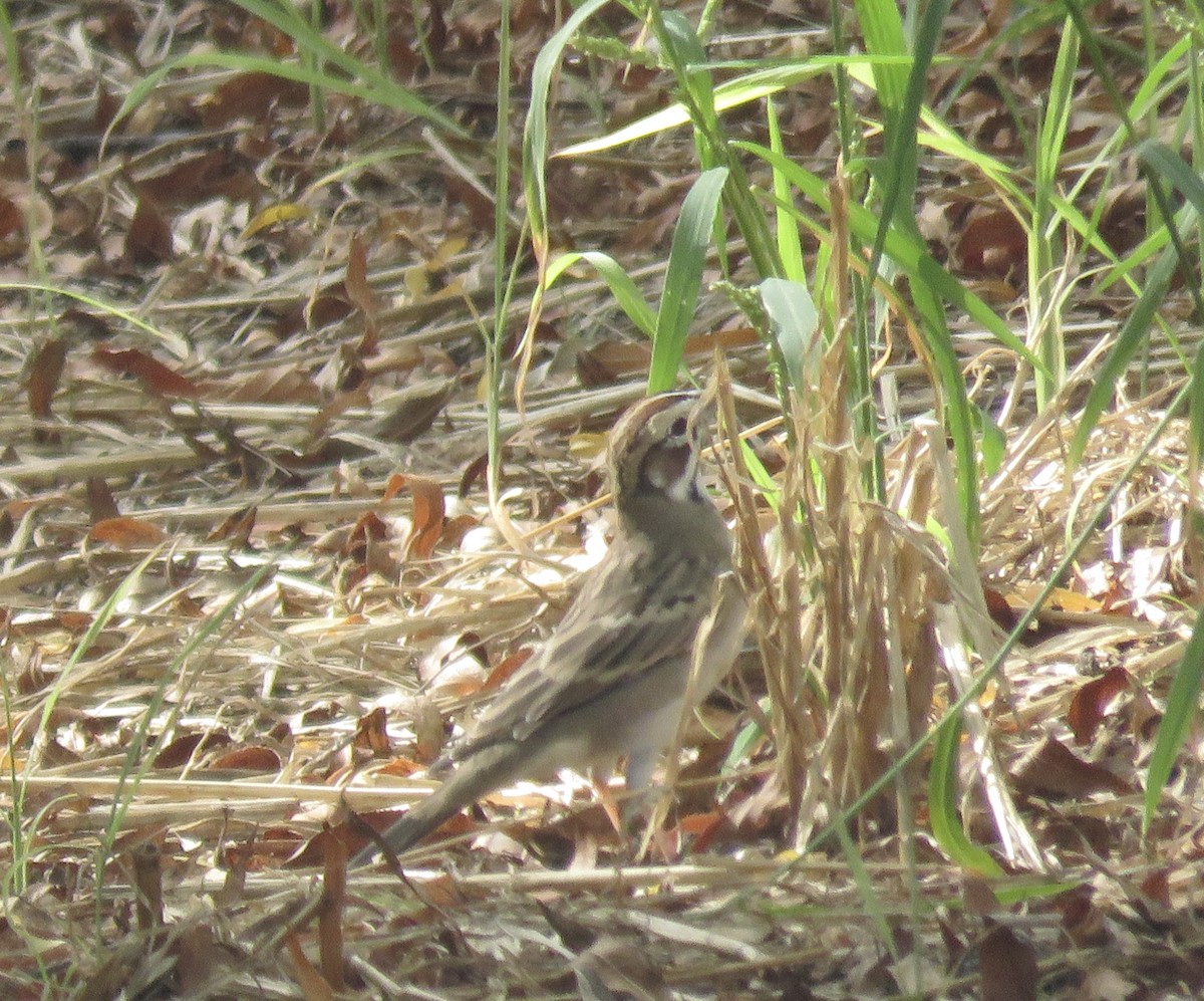 Lark Sparrow - ML641866274
