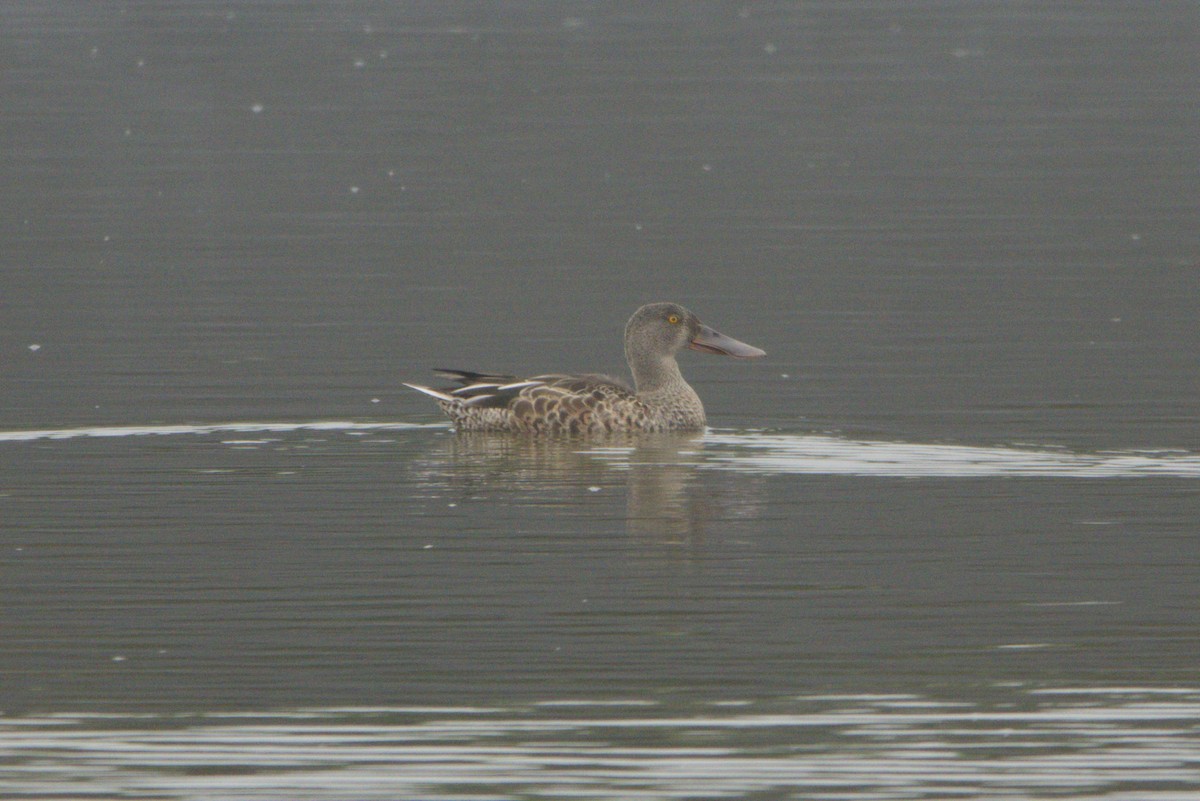 Ahate mokozabal zuria - ML641866301