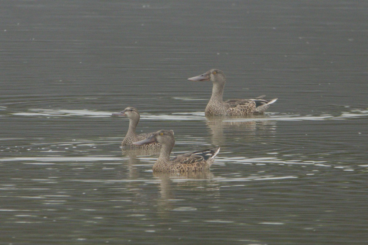 Zertzeta hegalurdina - ML641866304