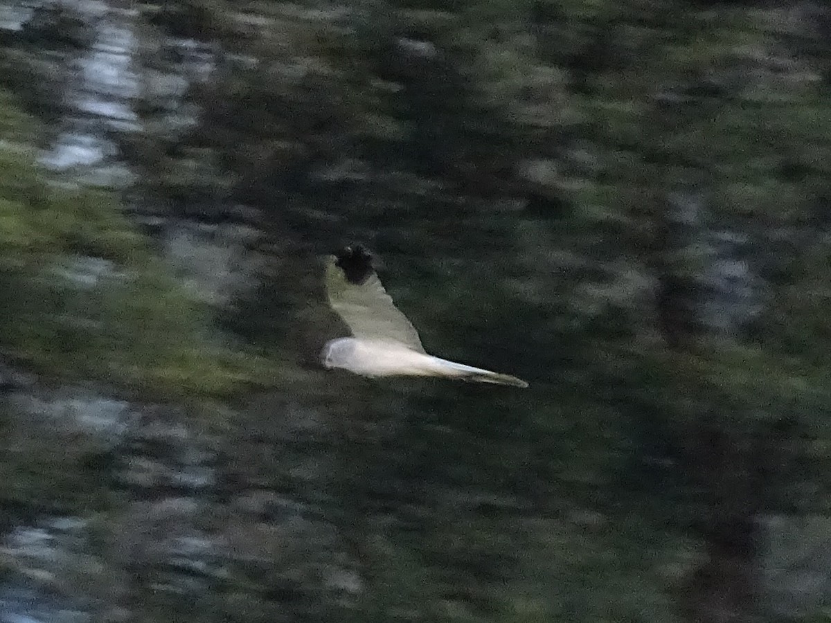 Aguilucho Papialbo - ML641866307