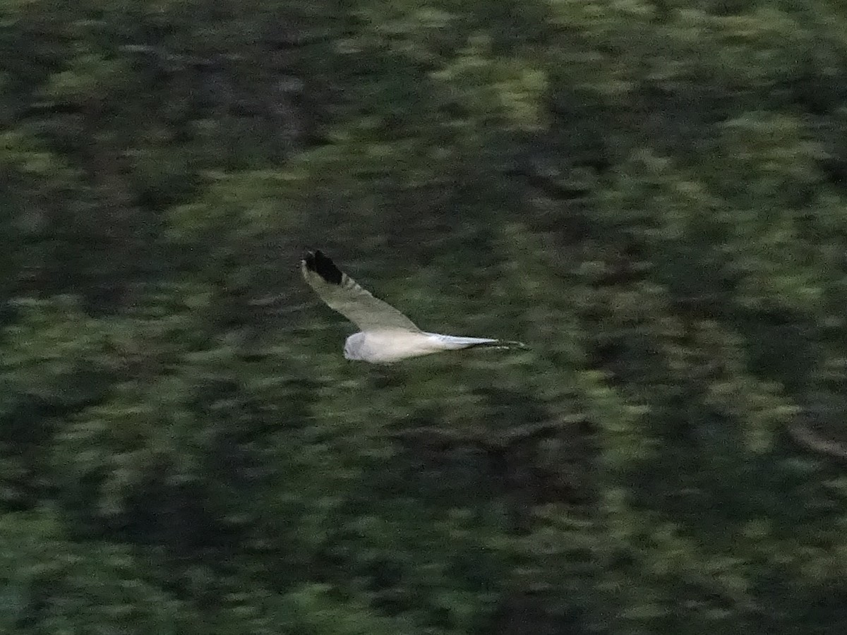 Aguilucho Papialbo - ML641866308