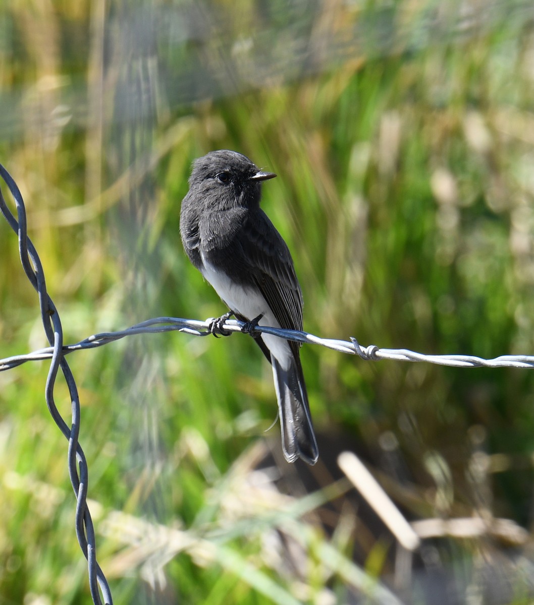 Black Phoebe - ML641866321